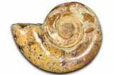 Jurassic Ammonite (Hemilytoceras) Fossil - Madagascar #365353-1